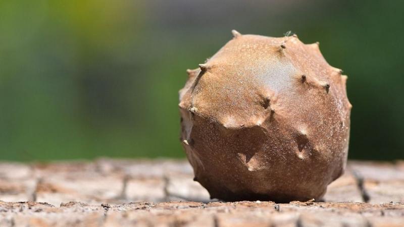 Te is észrevetted már ezeket a különös gömböket a fákon? Most elmondjuk, hogy micsodák!