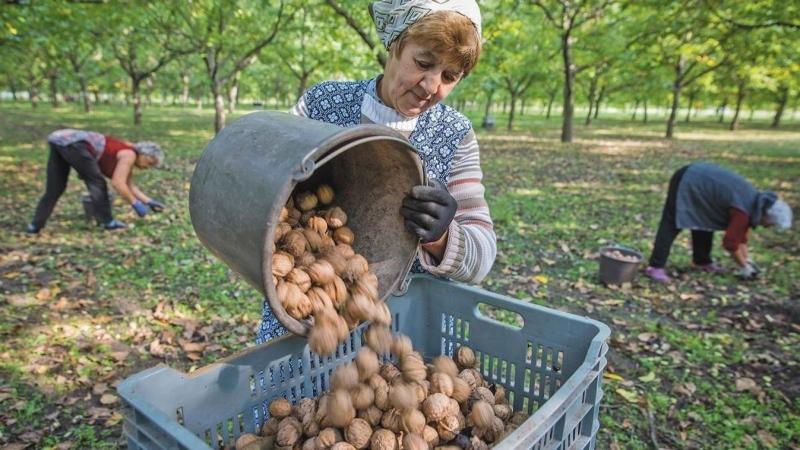 Idén ismét borsos áron fog telni a karácsonyi bejgli, hiszen a diók mennyisége sajnos nem lett túl bőséges.