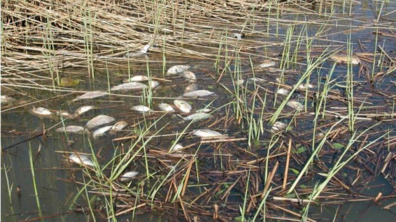 Eldőlt, ki lesz felelős a nádhulladék és a haltetem eltüntetéséért a balatonparton.