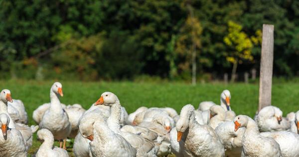 Ingyenes támogatás a küszöbön? A kormány meglepő ajánlattal lepte meg a mezőgazdasági termelőket!