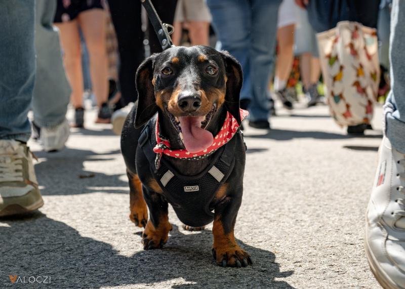 Fedezd fel a DOGZ Fesztivál varázslatos pillanatait, ahol a 502-es számú, rekordot döntő tacskó ragyogott a színpadon! A kis négylábú nemcsak a közönség szívét nyerte el, hanem új magasságokba emelte a kutyák teljesítményét is. Képeken örökítettük meg ezt