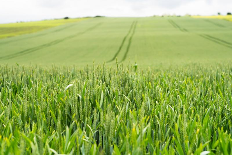 APIA: Június 13-ig van lehetőség az egységes agrártámogatási kérelmek benyújtására | Krónika Online