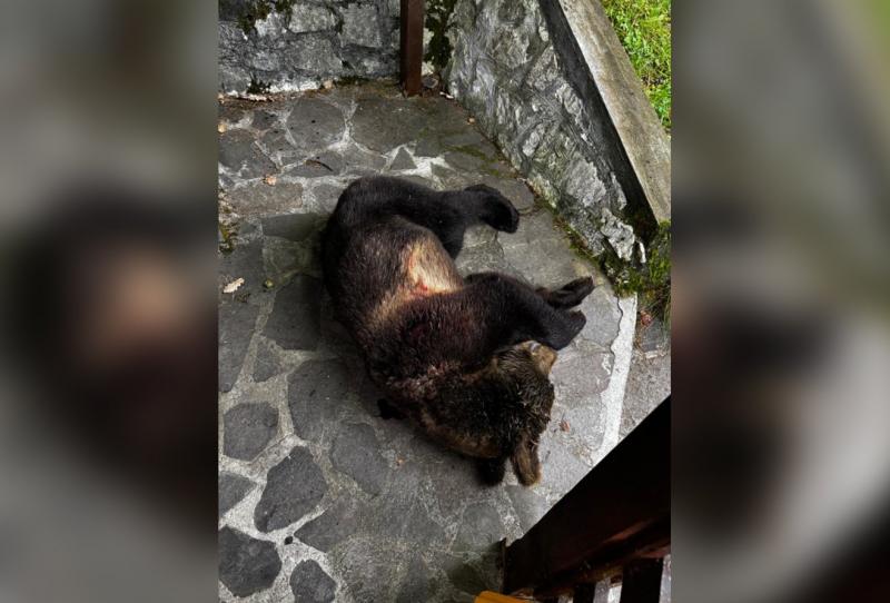 Zeteváralján egy medve támadása sokkolta a turistákat, akik az étteremben tartózkodtak, majd a vadászok sem úszták meg a váratlan találkozást. A baleset során a vadállat váratlanul megjelent, feszültséget és félelmet keltve a helyszínen. Az esemény rávilá