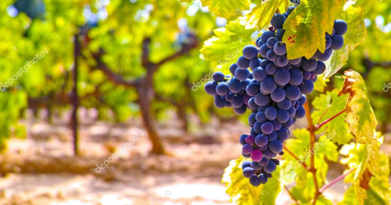 Szabályozás átalakítása a hazai szőlőültetvényeket fenyegető járvány megállítása céljából.